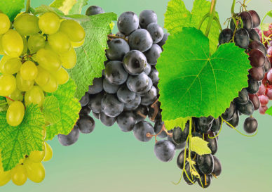 Масло виноградных косточек - природный антиоксидант